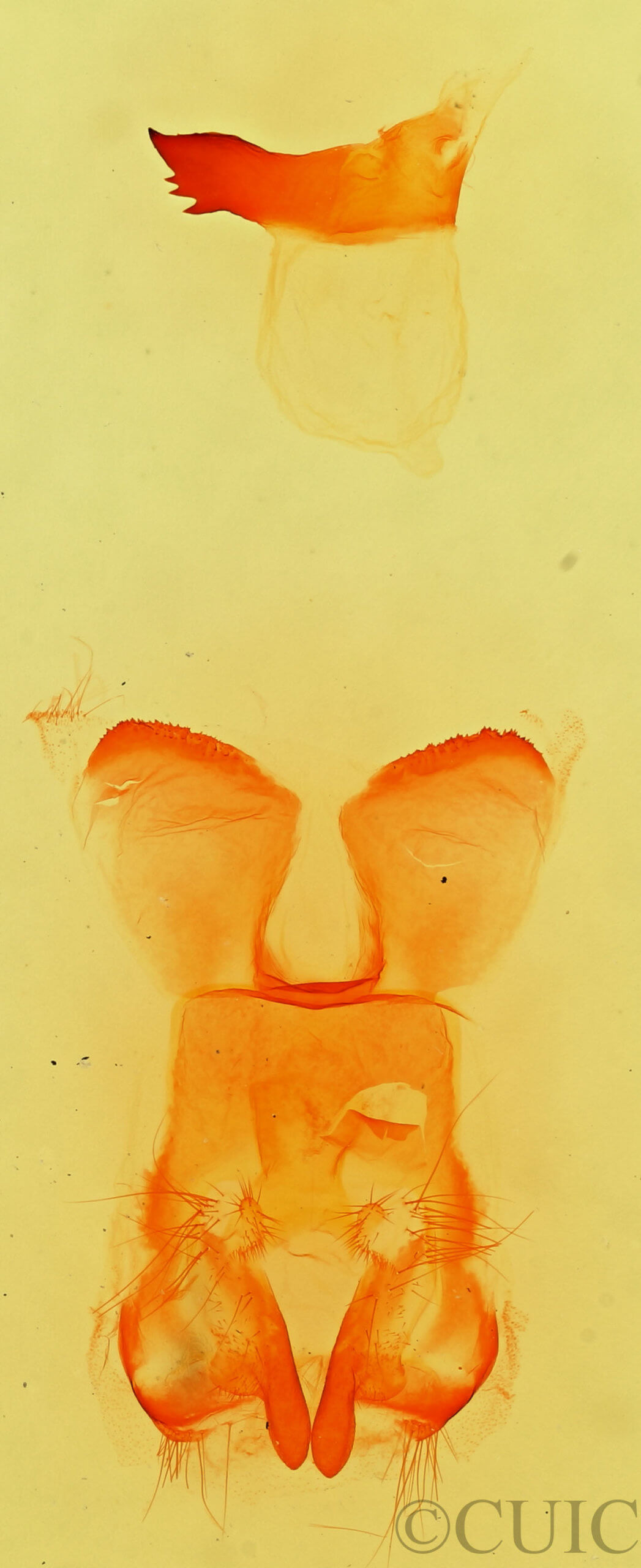 genitalia view of adult Gloveria arizonensis