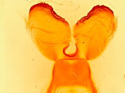 genitalia view of adult Gloveria gargamelle