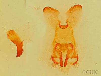 genitalia view of adult Gloveria medusa