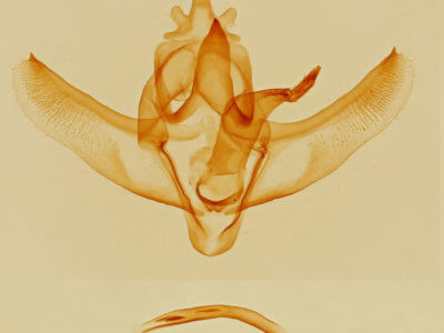 genitalia view of adult Sicyopsis  blanchardata