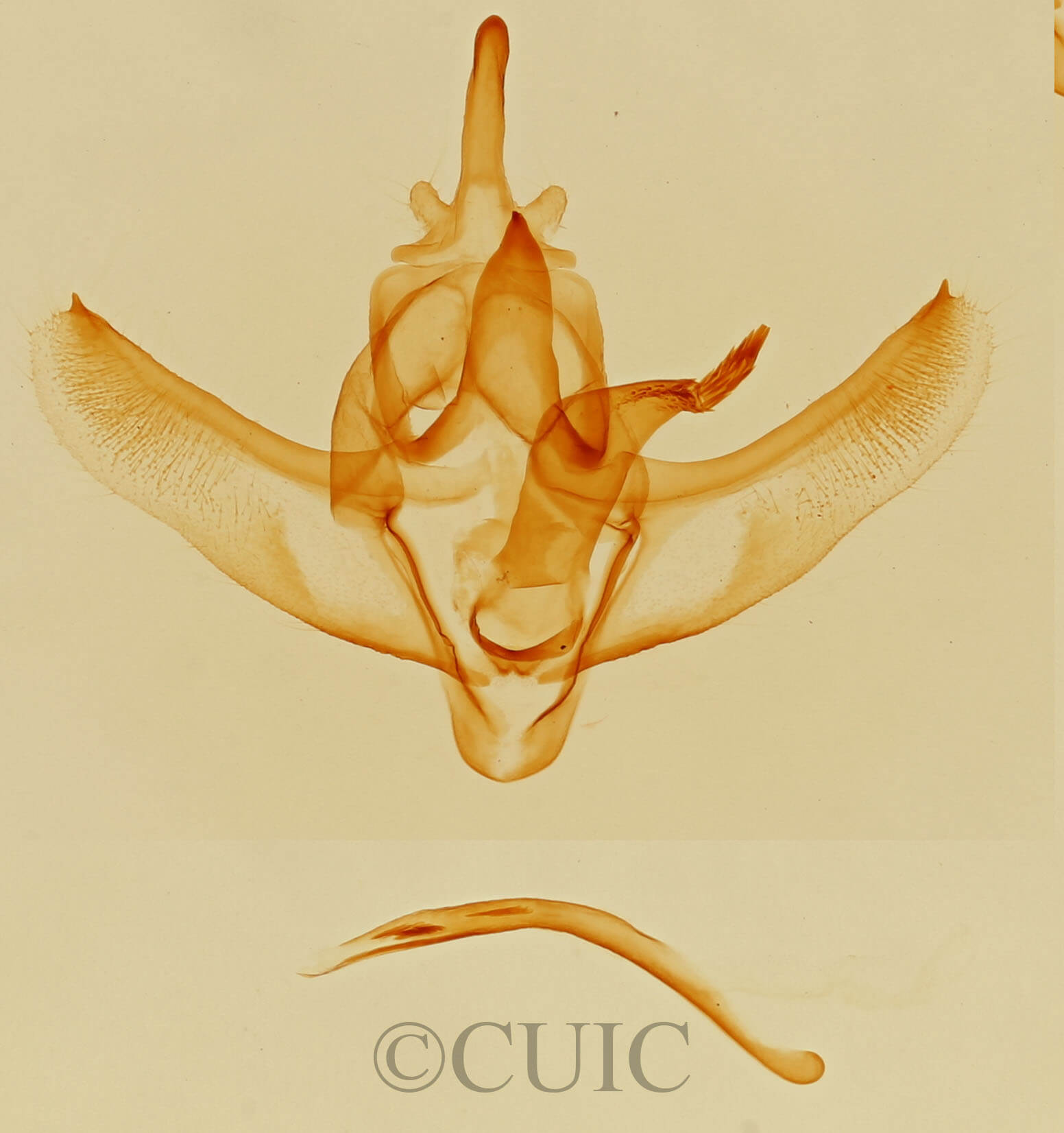 genitalia view of adult Sicyopsis  blanchardata