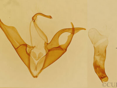 genitalia view of adult Matigramma emmilta