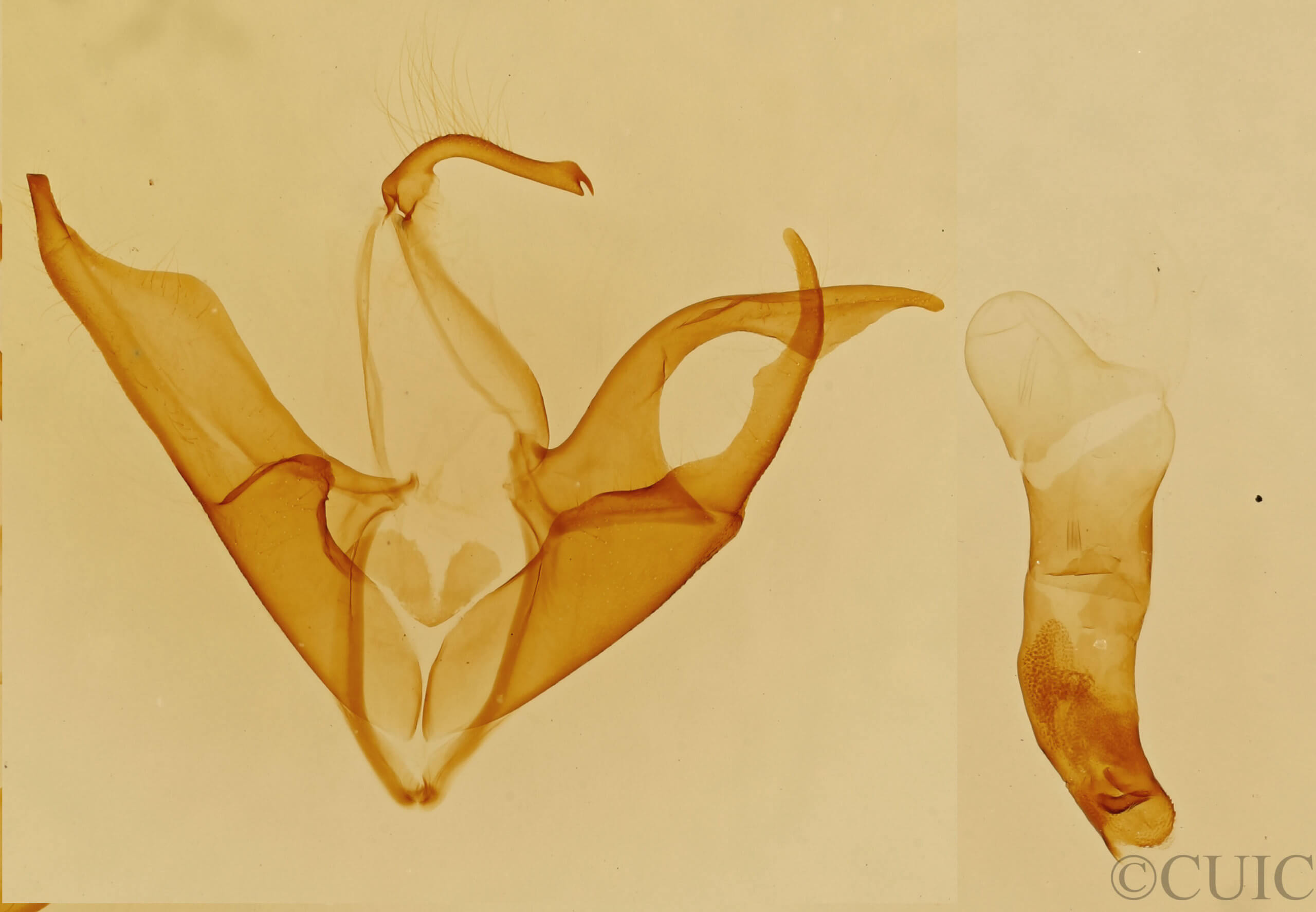 genitalia view of adult Matigramma emmilta