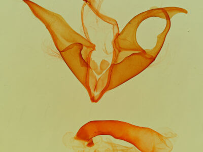 genitalia view of adult Matigramma emmilta