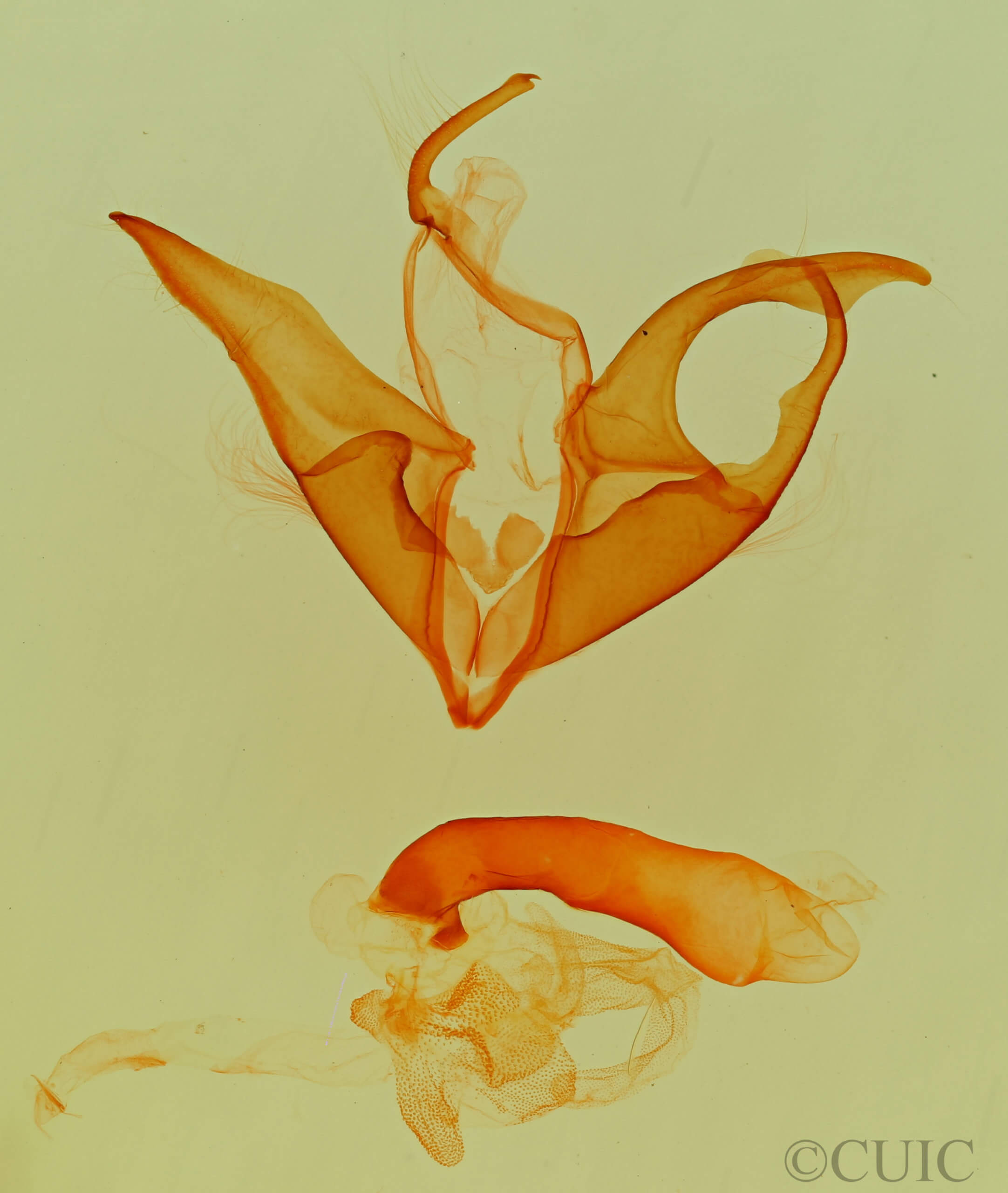 genitalia view of adult Matigramma emmilta