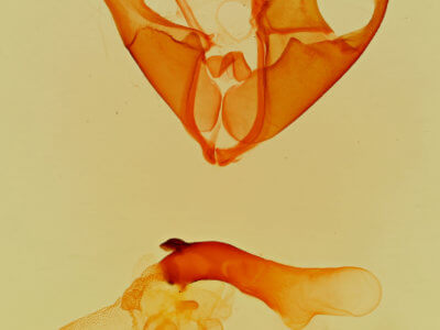 genitalia view of adult Matigramma inopinata
