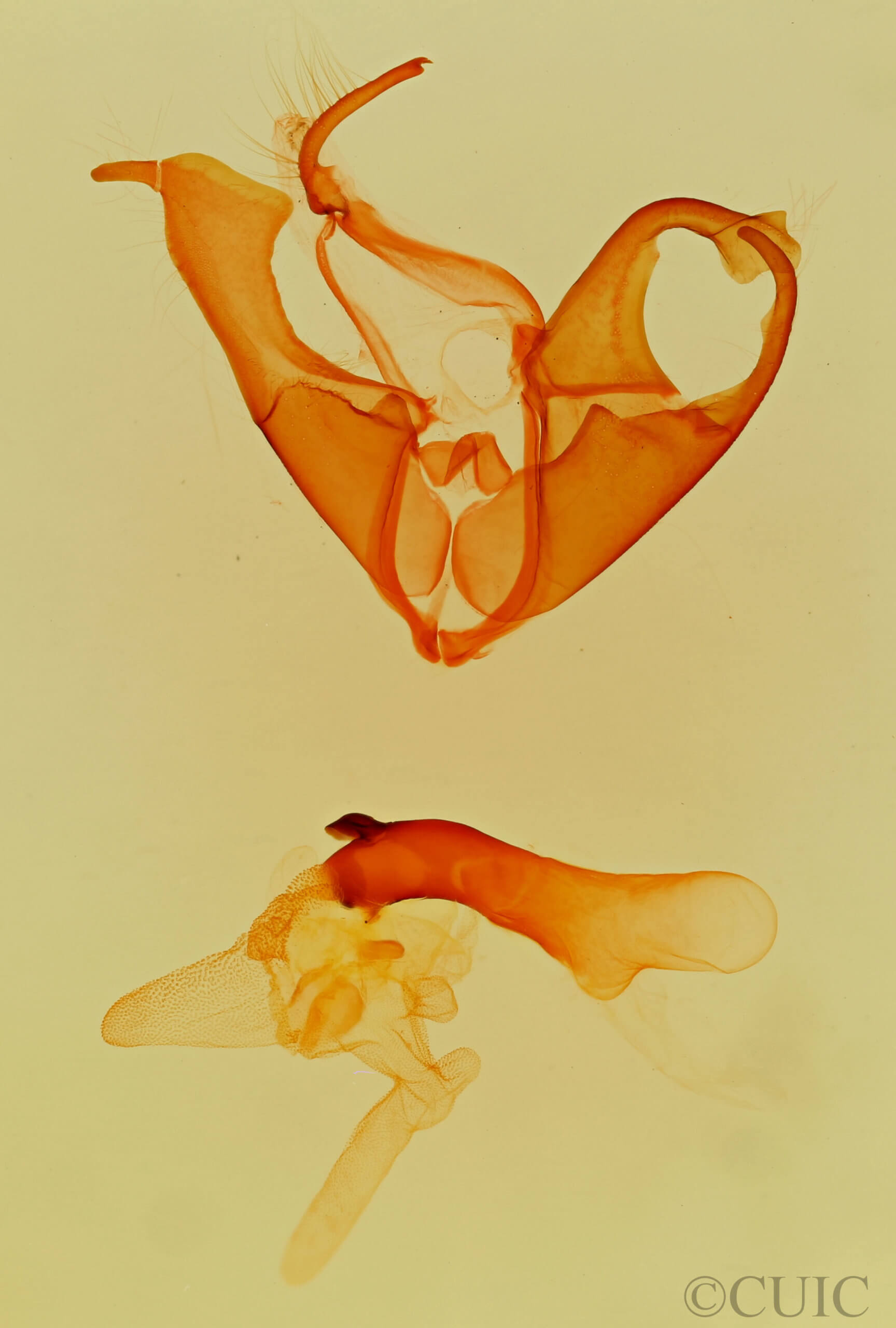 genitalia view of adult Matigramma inopinata