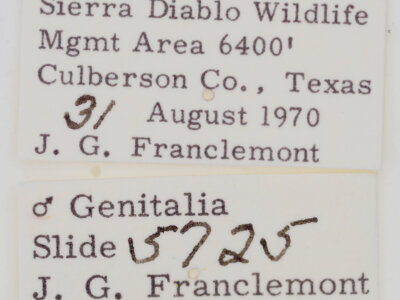 label view of adult Tarache areli