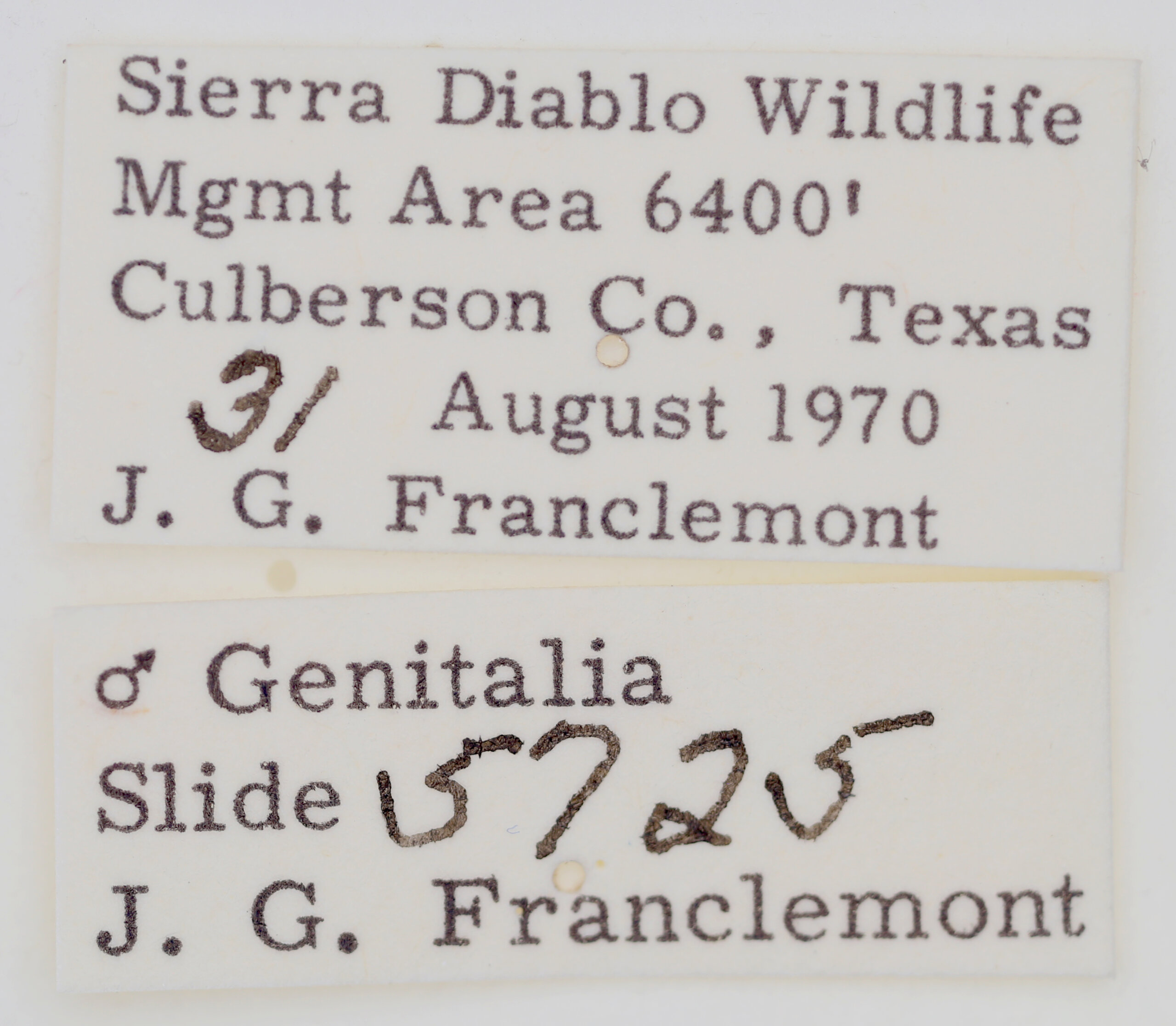 label view of adult Tarache areli