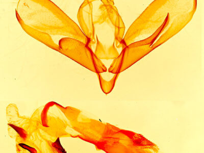 genitalia view of adult Tarache areli