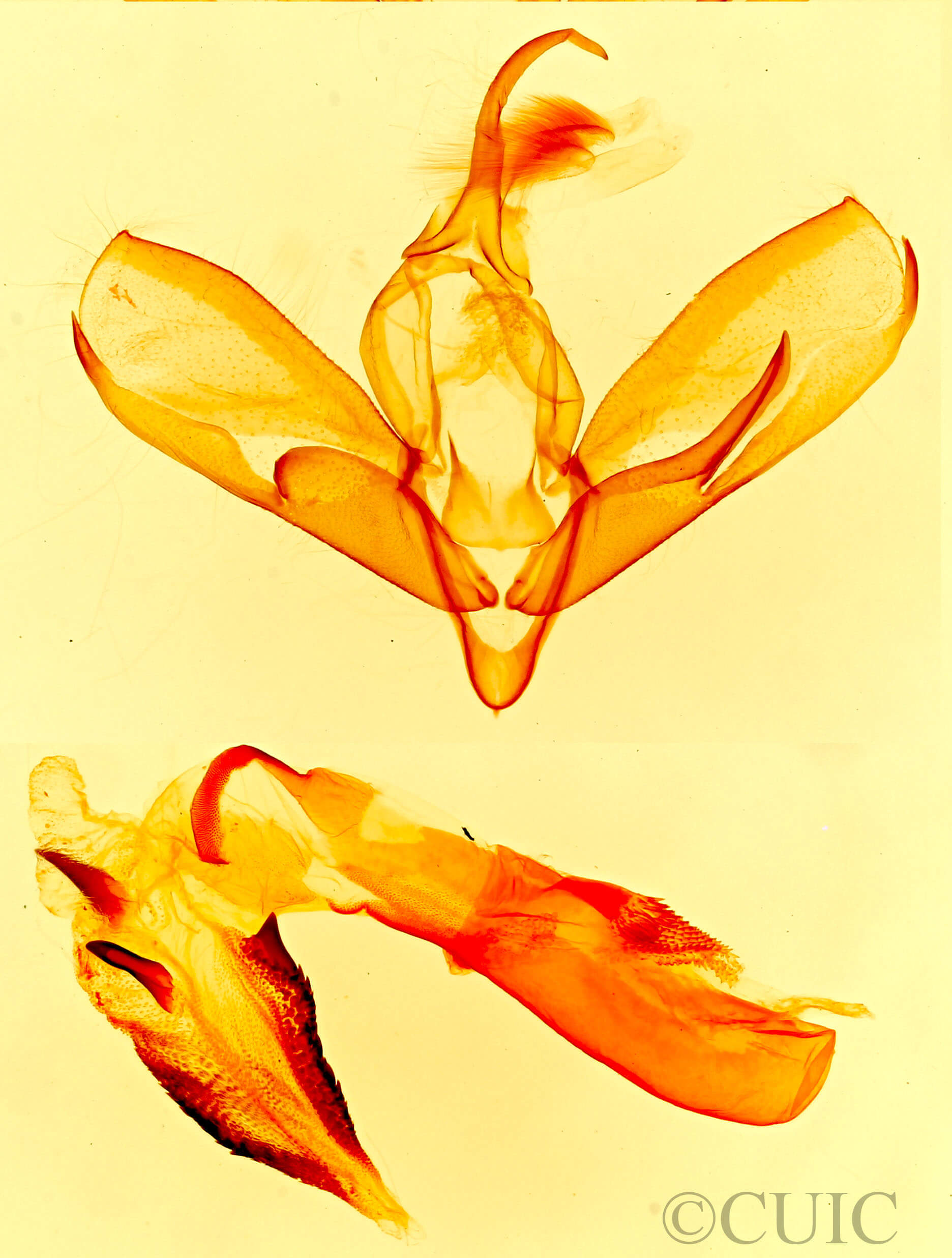 genitalia view of adult Tarache areli