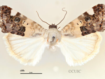 dorsal view of adult Tarache areli