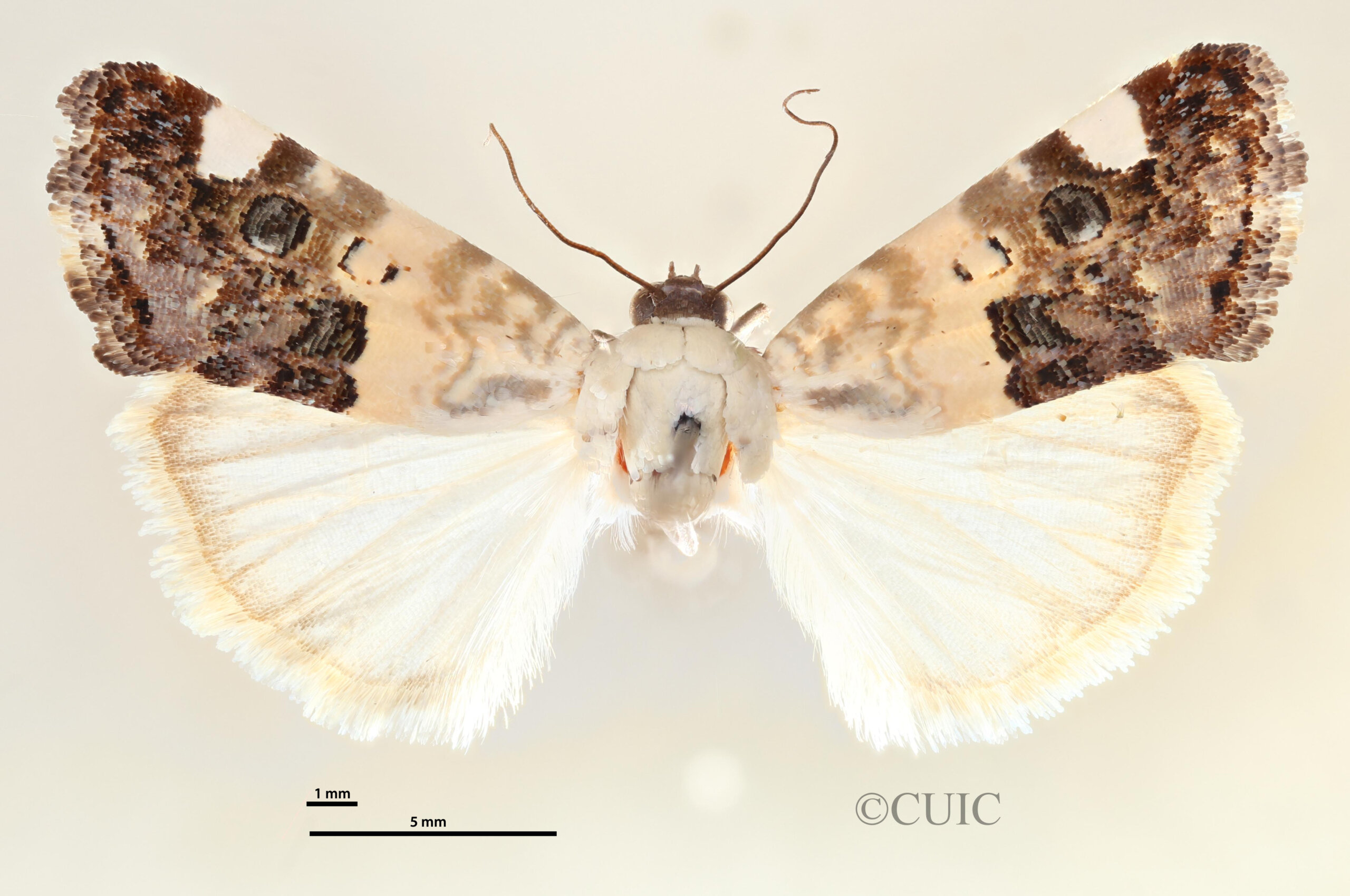 dorsal view of adult Tarache areli