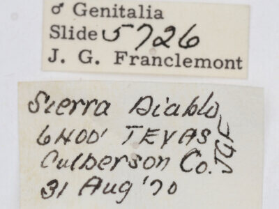 label view of adult Tarache toddi