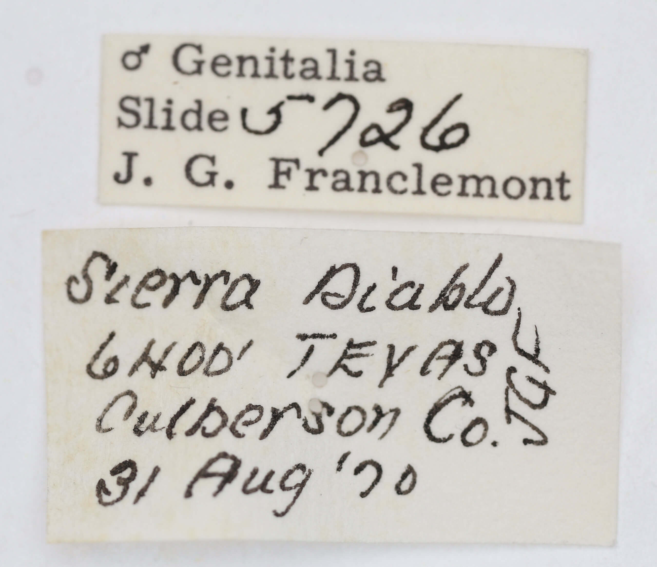 label view of adult Tarache toddi