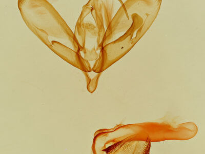 genitalia view of adult Tarache toddi