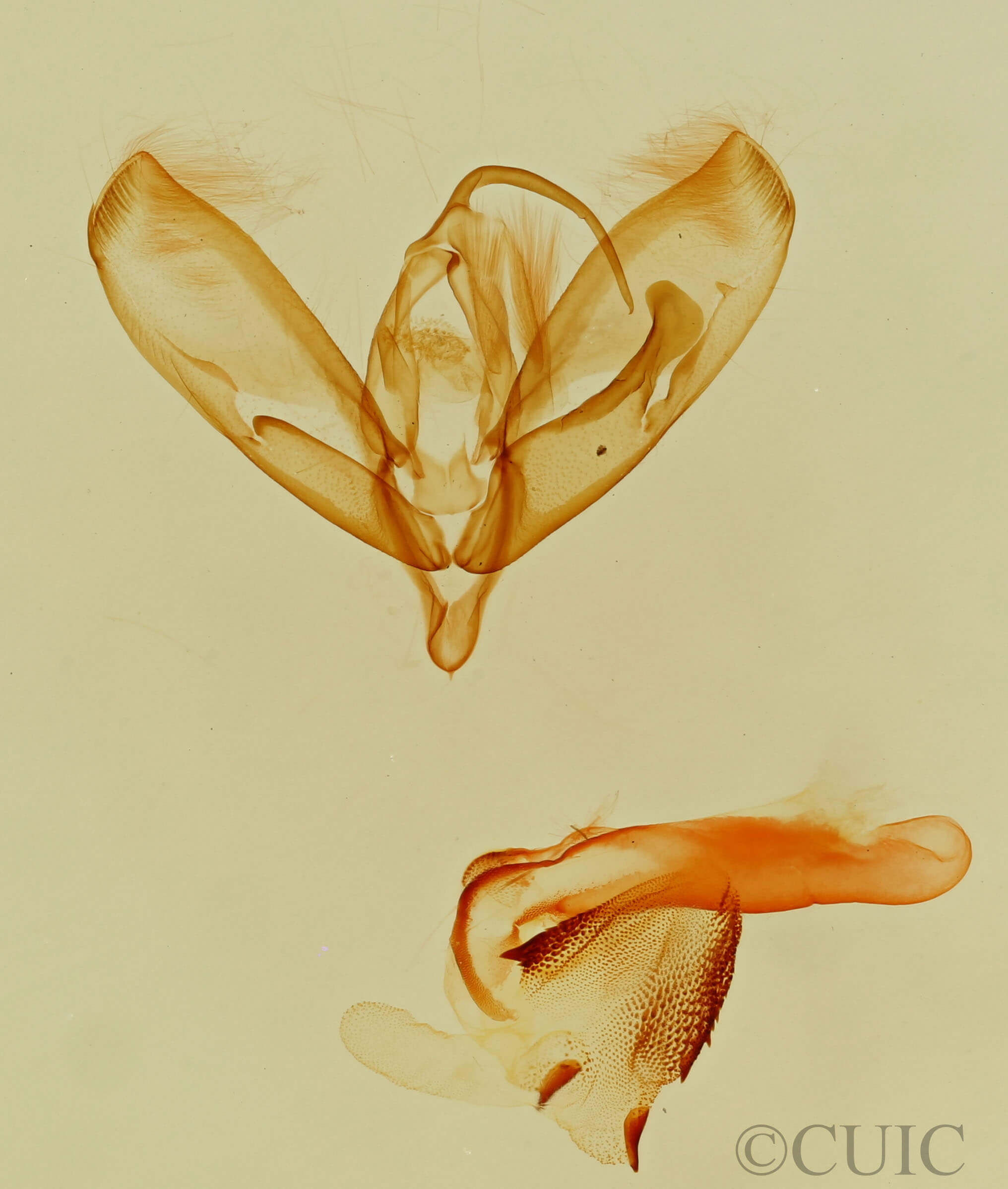 genitalia view of adult Tarache toddi