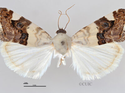 dorsal view of adult Tarache toddi