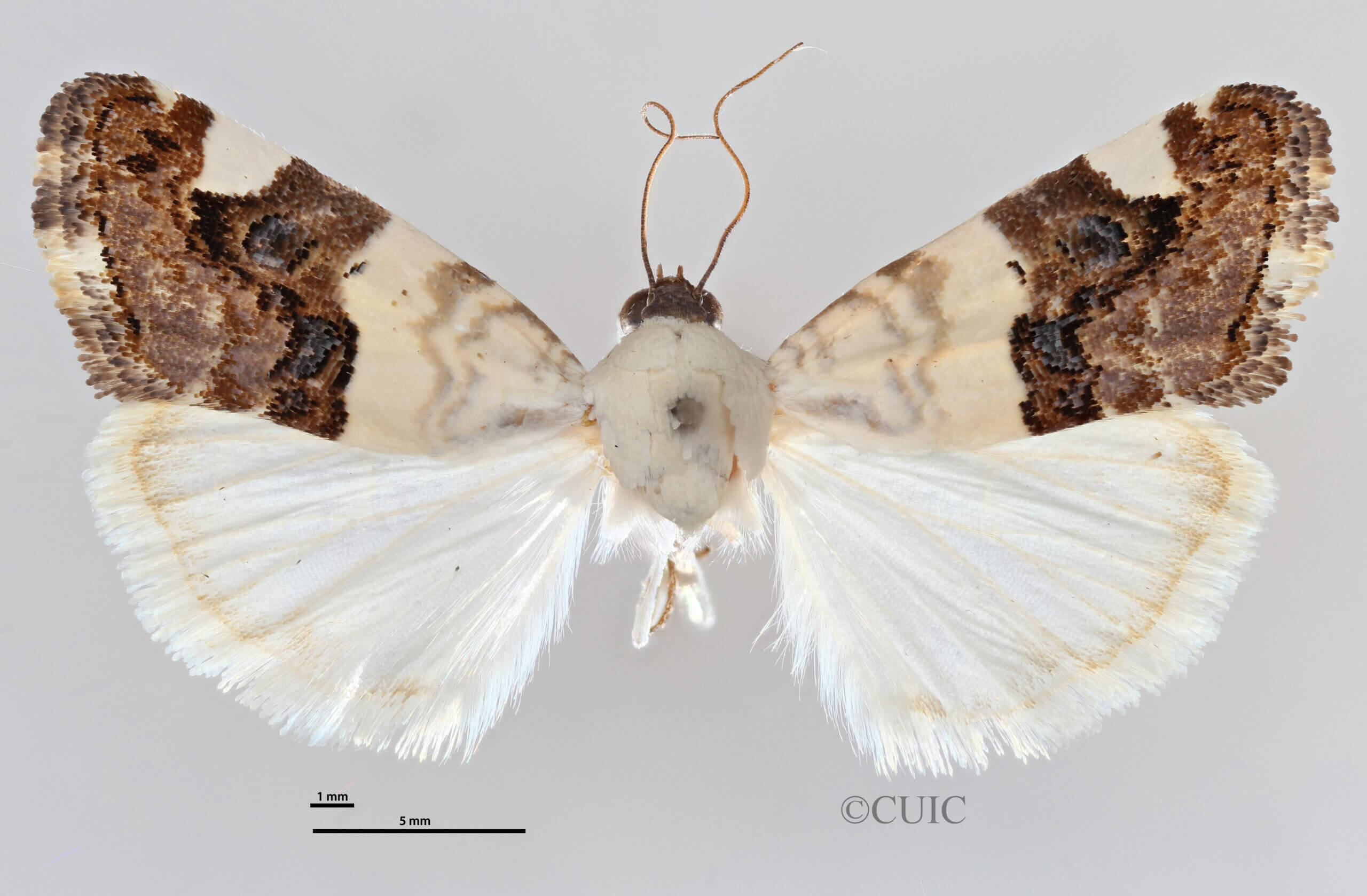 dorsal view of adult Tarache toddi
