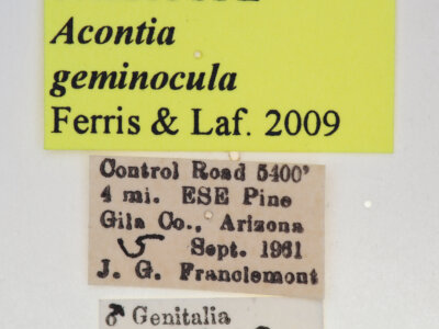label view of adult Tarache geminoculaFerris & Laf, 2009