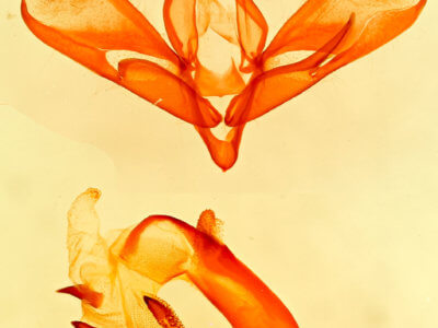 genitalia view of adult Tarache geminoculaFerris & Laf, 2009