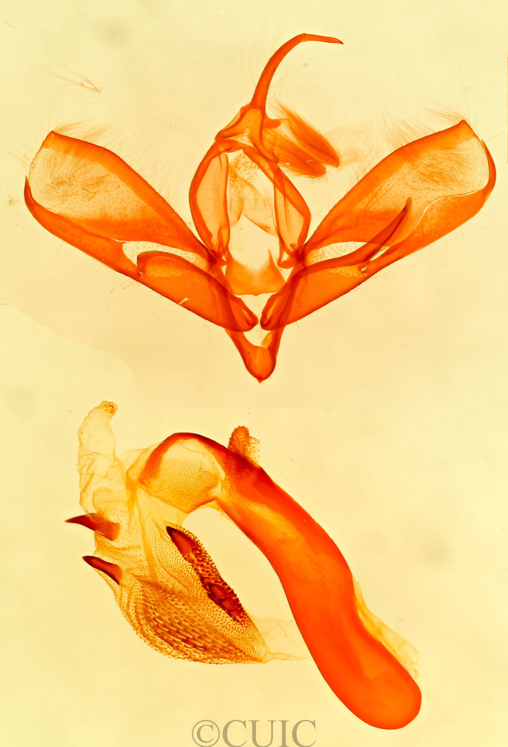 genitalia view of adult Tarache geminoculaFerris & Laf, 2009