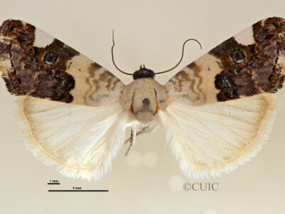 dorsal view of adult Tarache geminoculaFerris & Laf, 2009