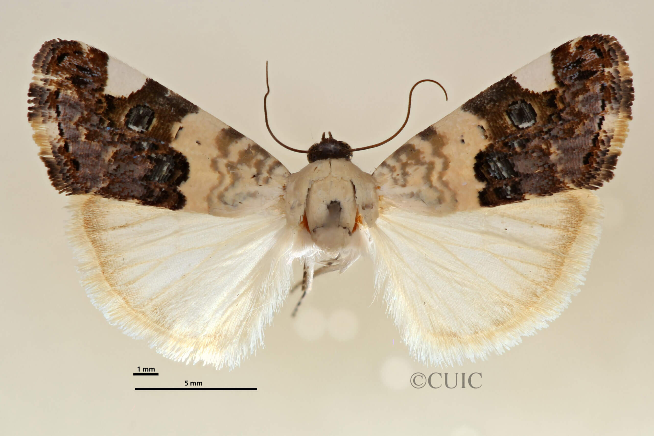 dorsal view of adult Tarache geminoculaFerris & Laf, 2009