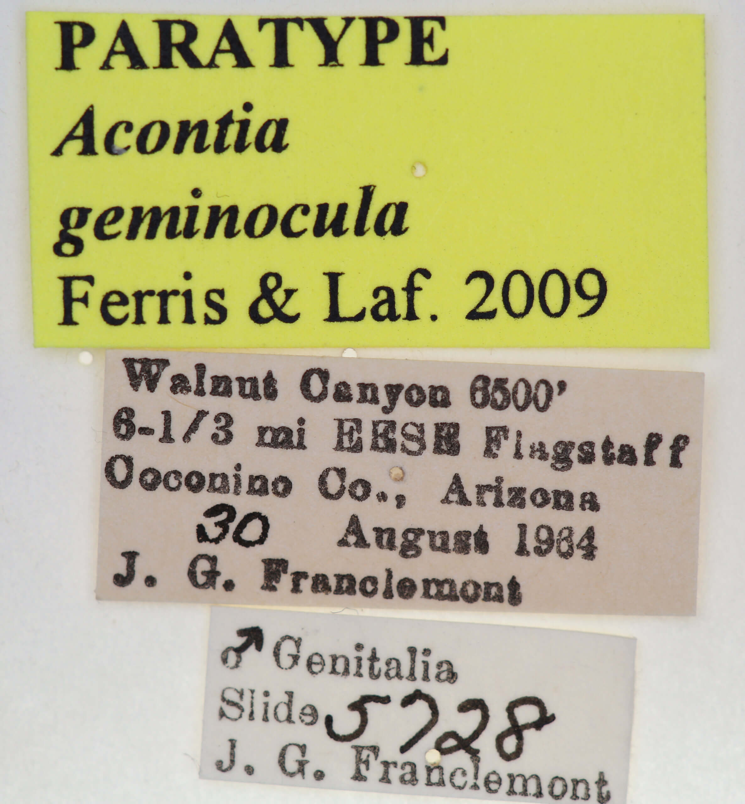 label view of adult Tarache geminoculaFerris & Laf, 2009