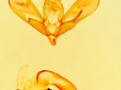 genitalia view of adult Tarache geminoculaFerris & Laf, 2009