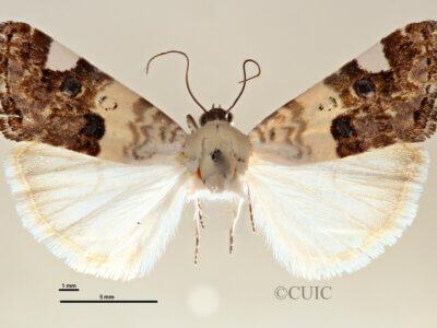 dorsal view of adult Tarache geminoculaFerris & Laf, 2009