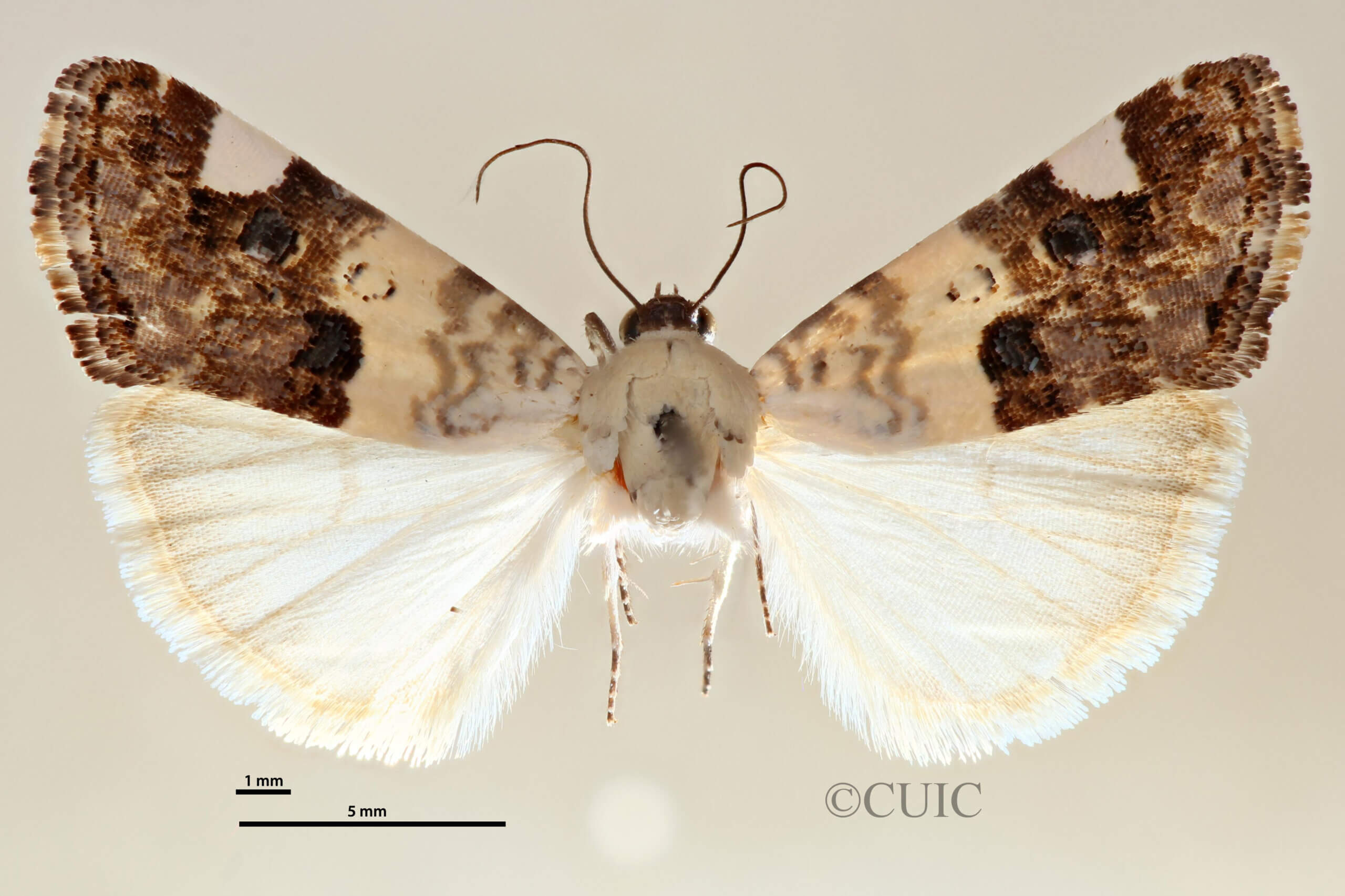 dorsal view of adult Tarache geminoculaFerris & Laf, 2009