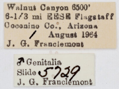 label view of adult Tarache toddi