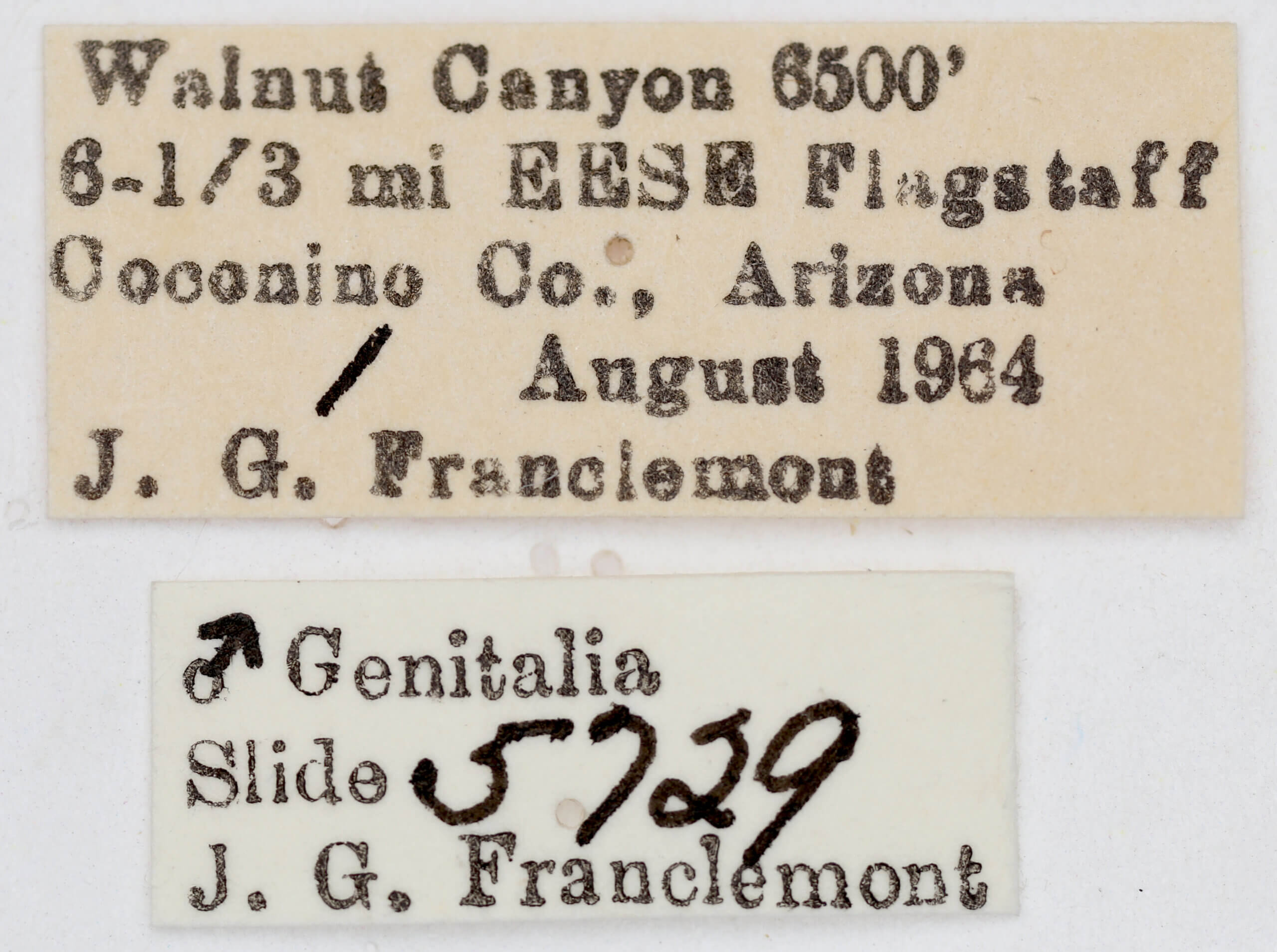 label view of adult Tarache toddi