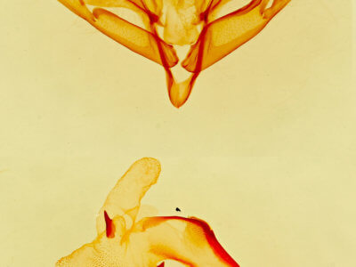 genitalia view of adult Tarache toddi