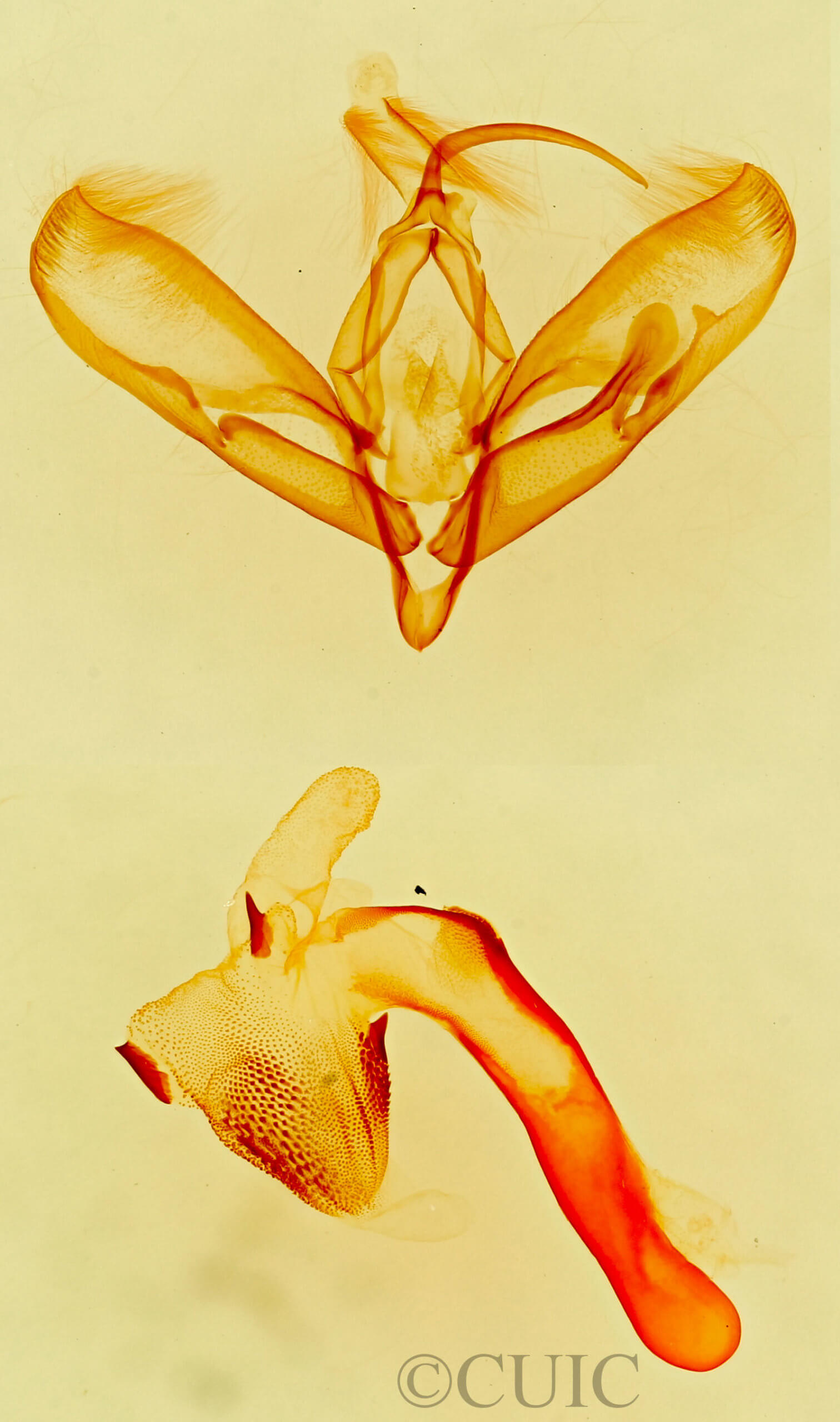 genitalia view of adult Tarache toddi