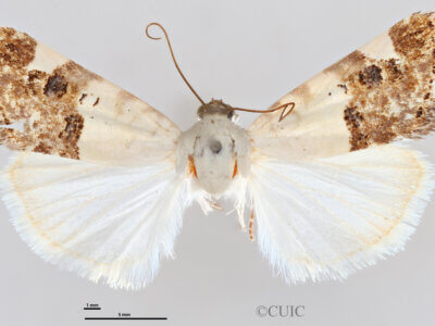 dorsal view of adult Tarache toddi