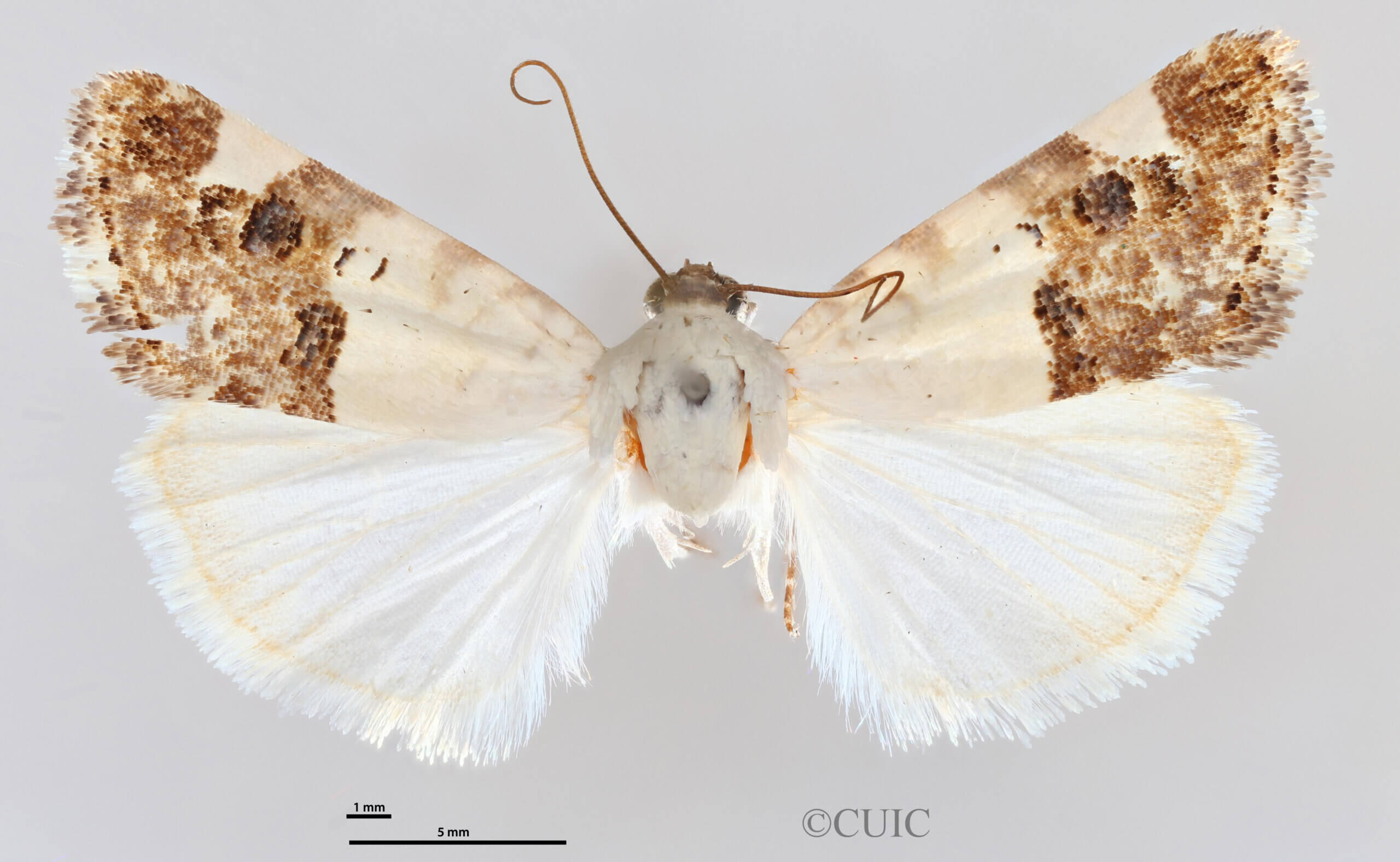 dorsal view of adult Tarache toddi