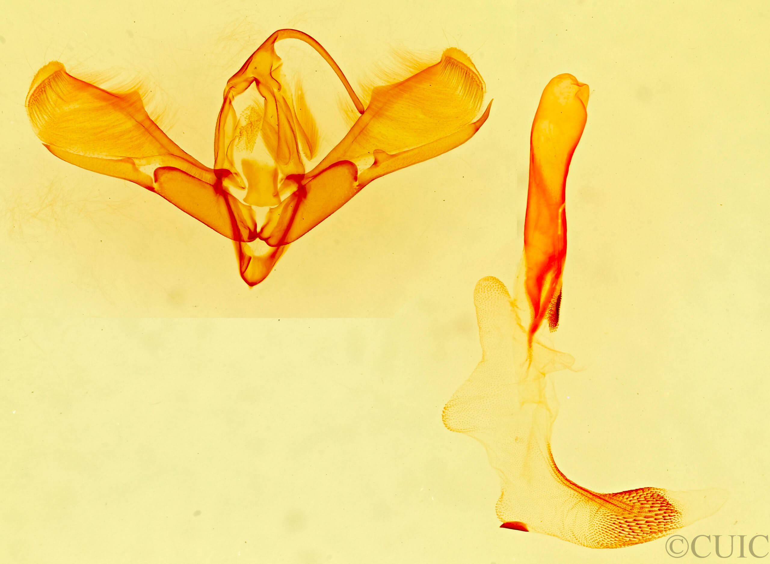 genitalia view of adult Tarache arelioides