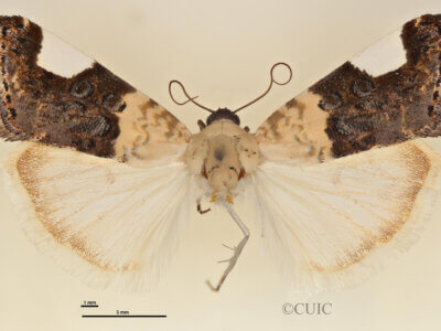 dorsal view of adult Tarache arelioides