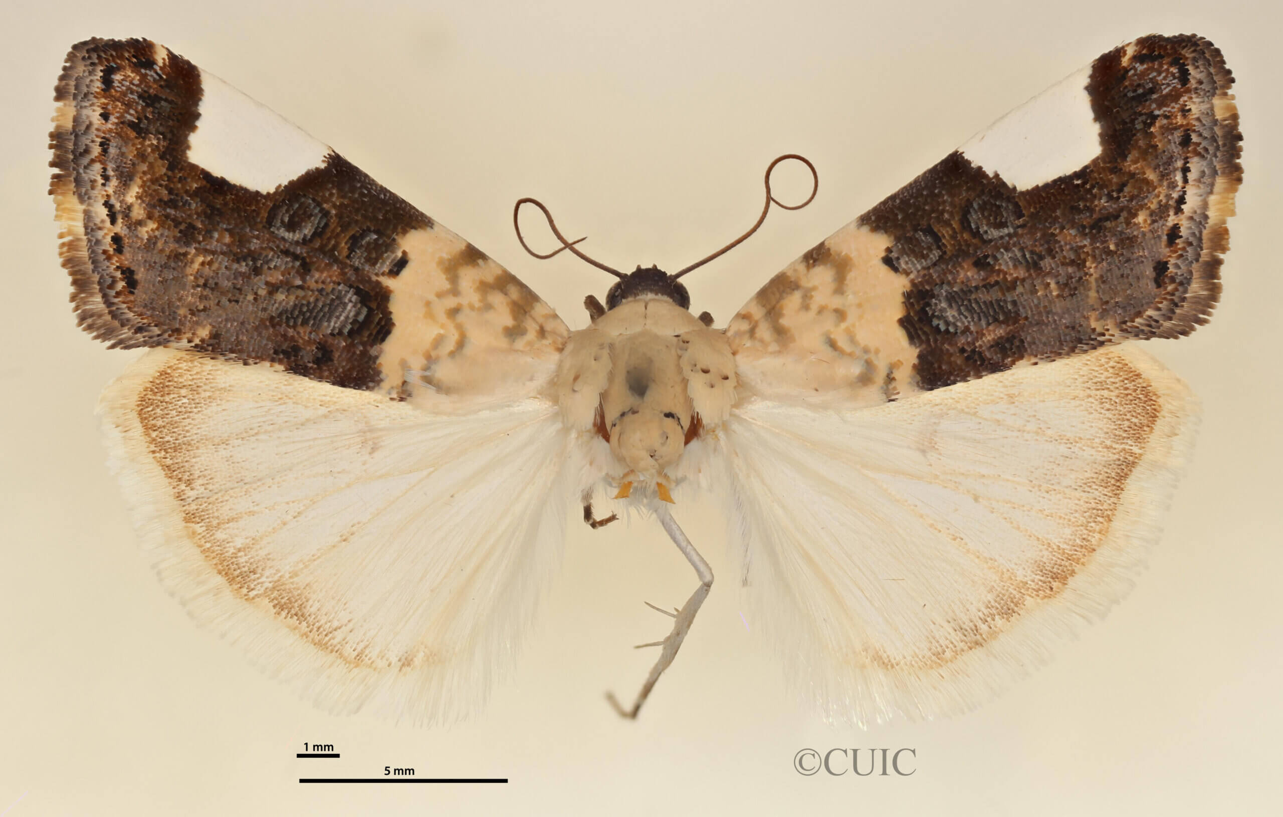 dorsal view of adult Tarache arelioides