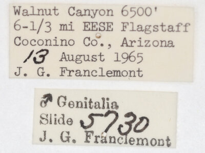 label view of adult Tarache arelioides
