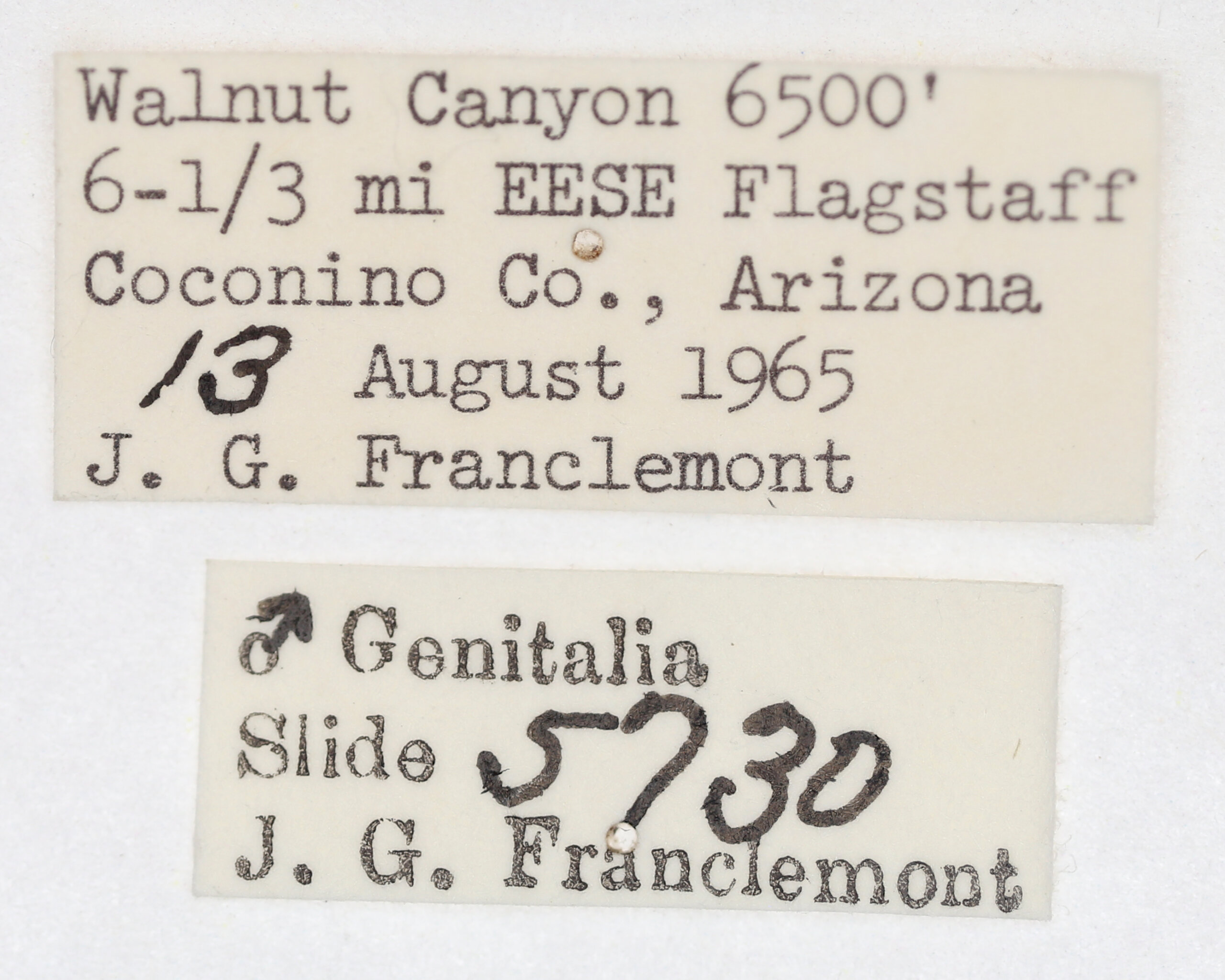 label view of adult Tarache arelioides