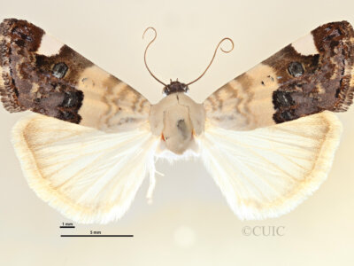 dorsal view of adult Tarache areli