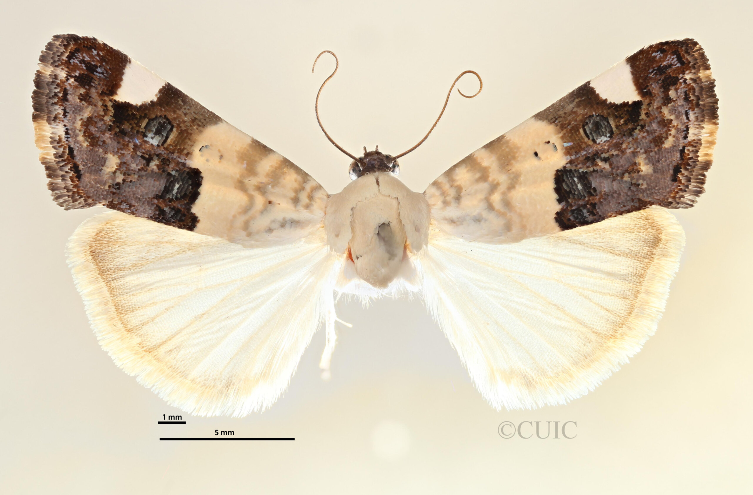 dorsal view of adult Tarache areli