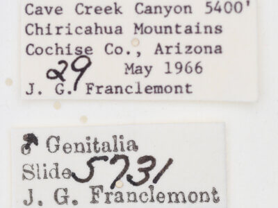 label view of adult Tarache areli