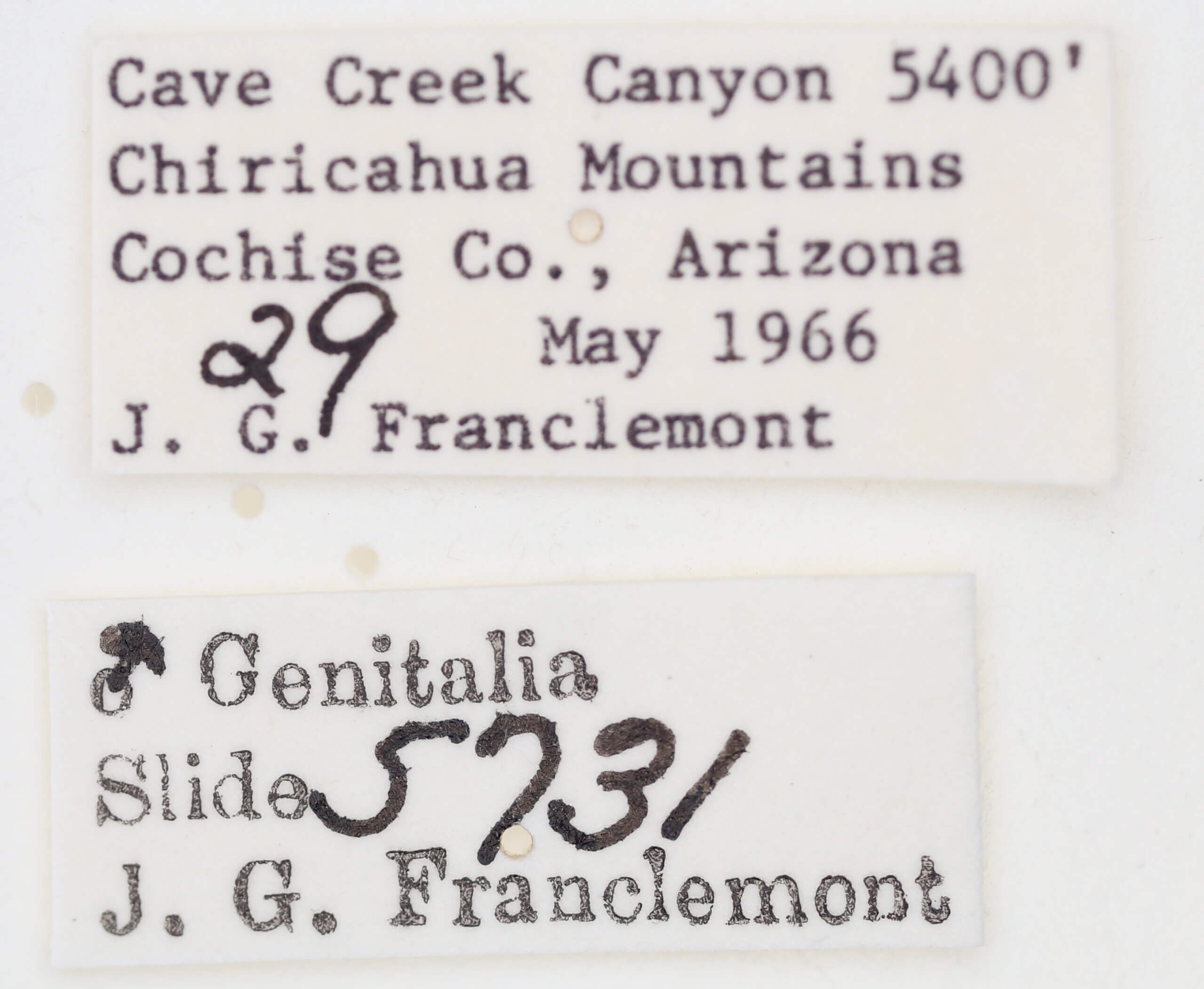 label view of adult Tarache areli