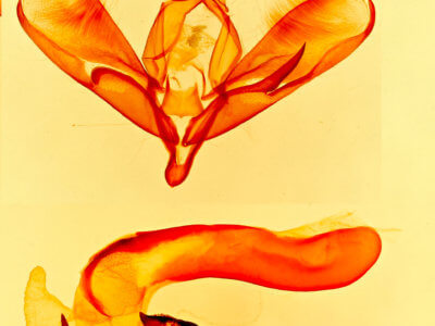 genitalia view of adult Tarache areli