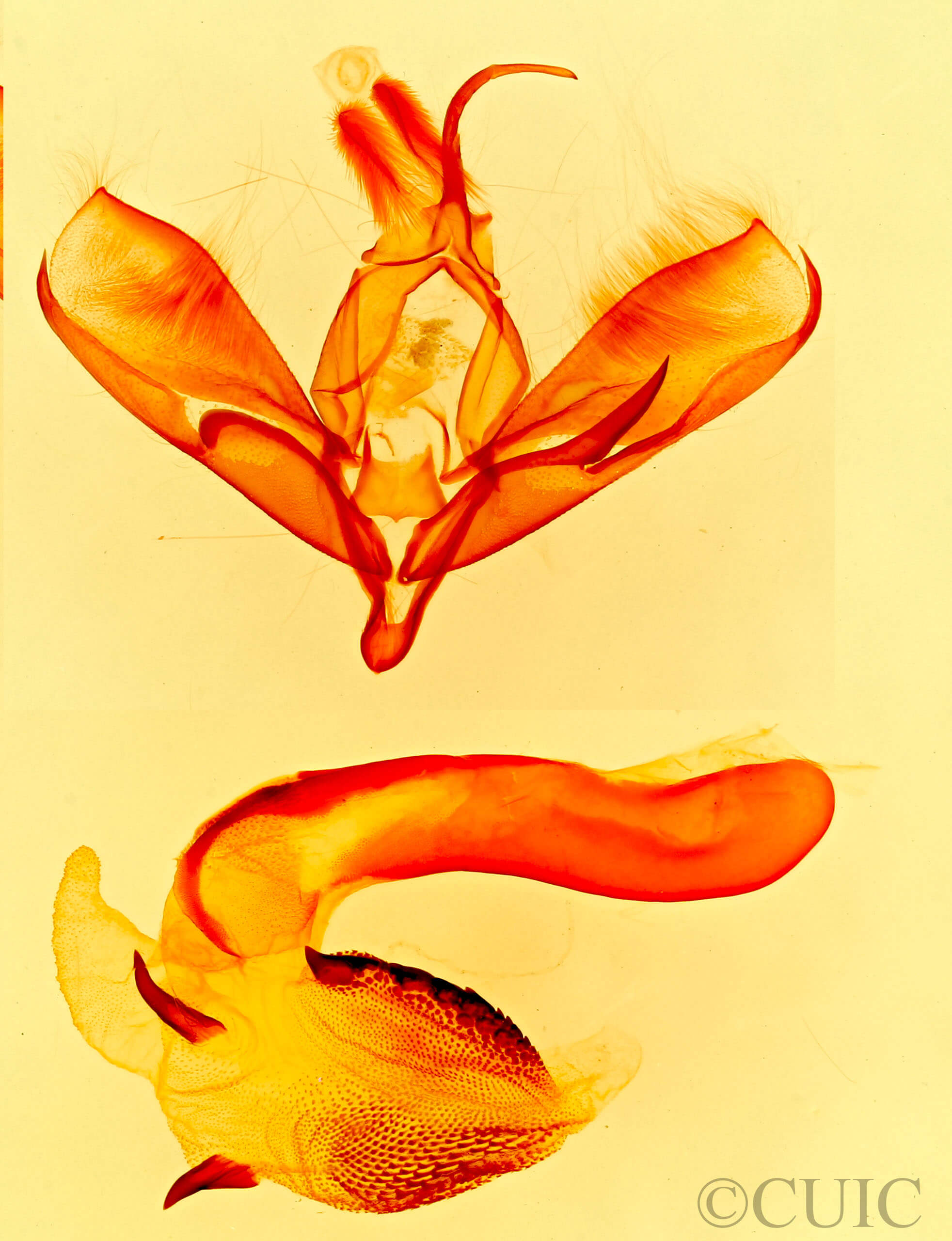 genitalia view of adult Tarache areli