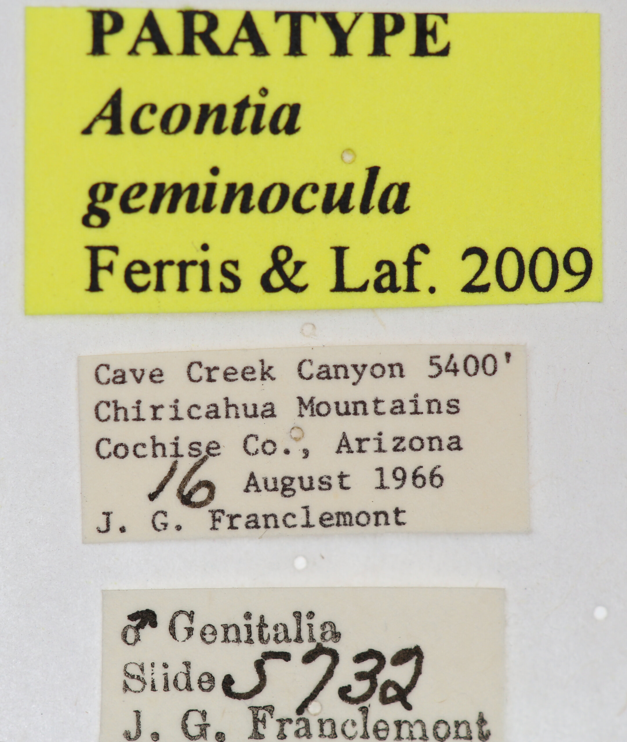 label view of adult Tarache geminoculaFerris & Laf, 2009